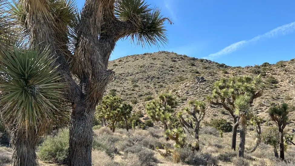 view of yuccas at the joshua tree national park california united states