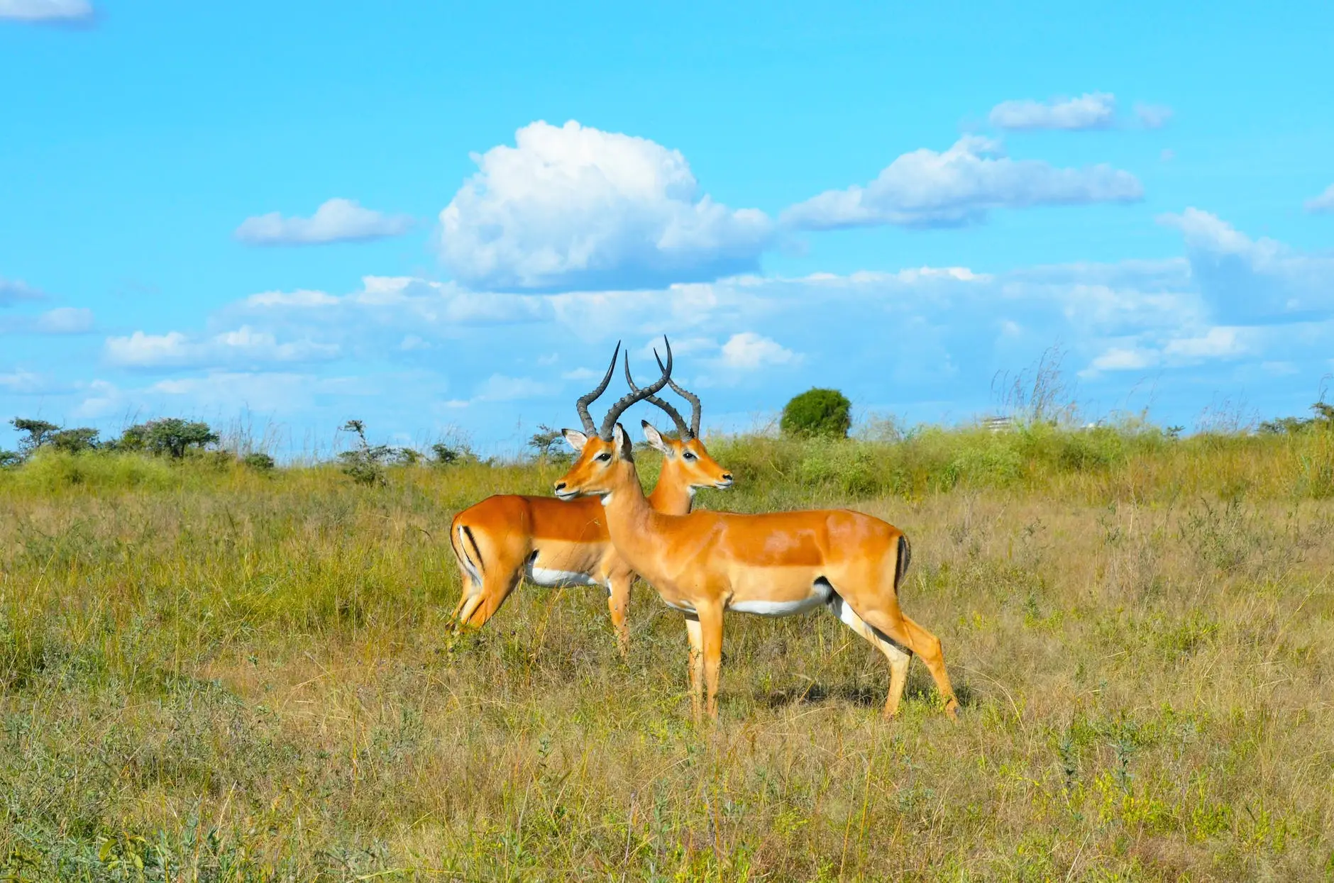 brown deer on green grass field under blue sky and white clouds