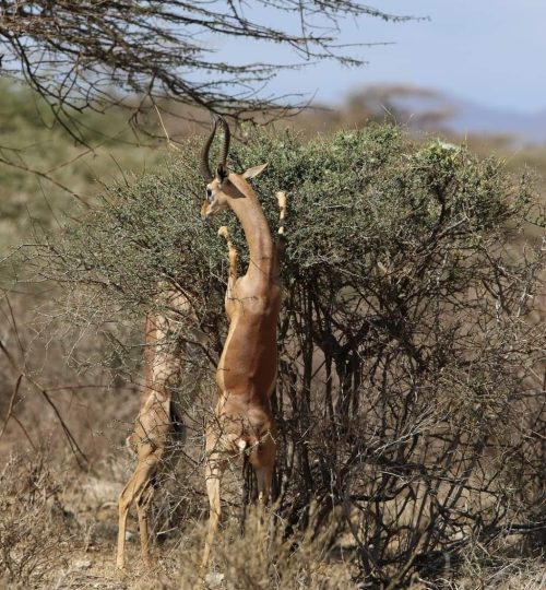 catems-antelopes